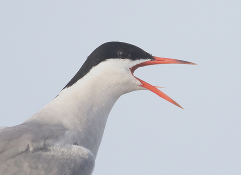 A common tern calls with its beak open