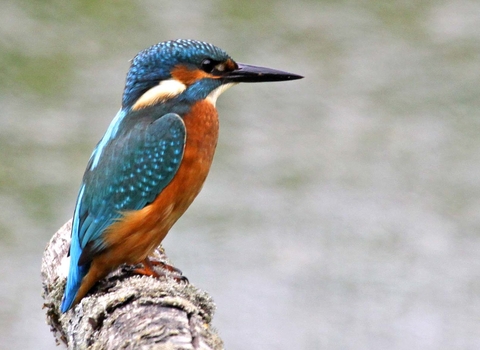 A blue and orange kingfisher perched on a branch, looking to the side