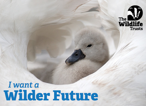 A postcard with the words 'I want a wilder future' and an image of a grey, fluffy baby swan