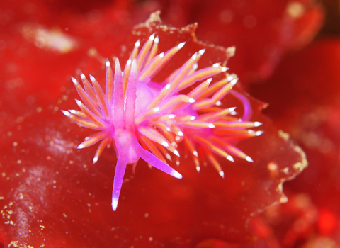 A bright pink and orange nudibranch - a sea creature sitting on a bright red marine plant