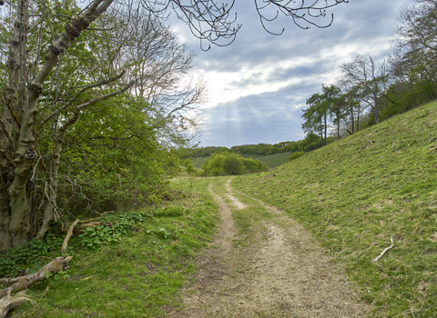 A winding path banked by trees at Ringstead Downs