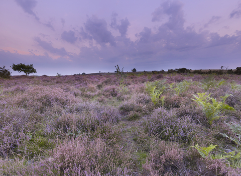 A view of purple flowers across Roydon Common, underneath a purple tinted sky with purple clouds
