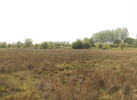 Brown grass and shrubs at Scarning Fen