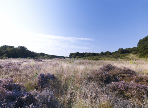 Purple heather and blue skies at Syderstone Common