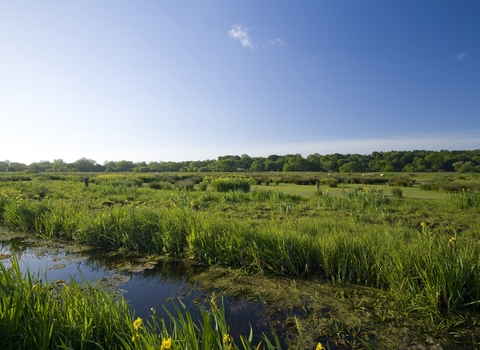 Water and grasses at Thorpe Marshes against a blue sky