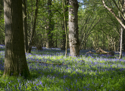 A spring woodland carpeted in bluebells on a sunny day