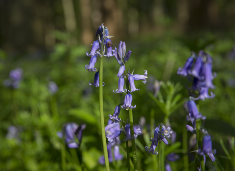 A close up photo of bluebells in a woodland