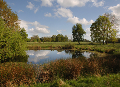 Pond in the middle of a green space, with trees surrounding it