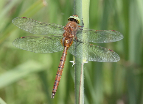 Norfolk Hawker dragonfly at rest on a blade of grass