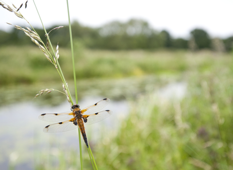 A four-spotted chaser dragonfly on a reed. There is water in the background. 