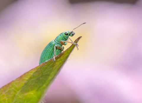 A green weevil perched on the end of a leaf. Its bright green in colour. 