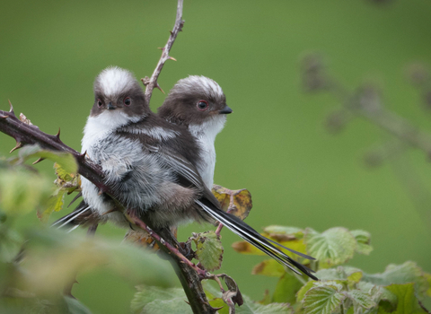 Two long-tailed tits huddled together on a branch against a green background. 