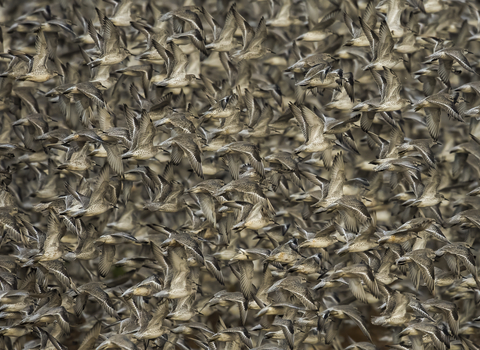 A close up of a flock of birds.