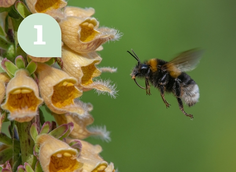 A bee flying towards a yellow flower