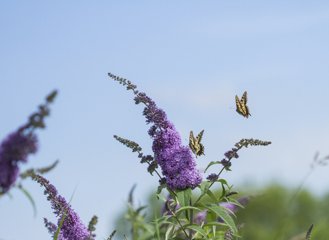 Swallowtail butterflies flying over purple flowers
