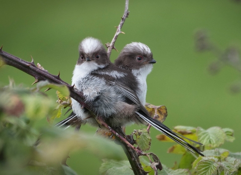 A pair of juvenile long-tailed tits sit on a bramble branch