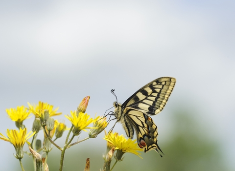 Swallowtail on a yellow flower