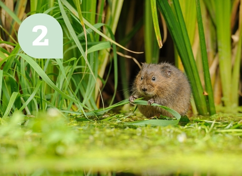 Water vole holding a blade of grass beside a river