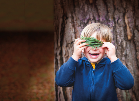 A young boy laughs and covers his eyes with a piece of a pine tree