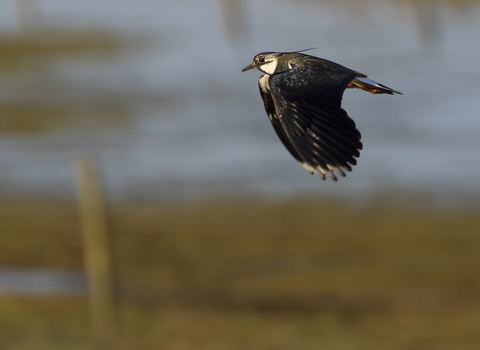 A lapwing flying. It has thick rounded wings with white tips, a white head, short bill and spikey quiff on its head.