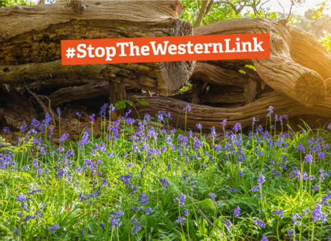 Bluebells bloom in front of a fallen tree. The image is overlaid with the words Stop the Western Link