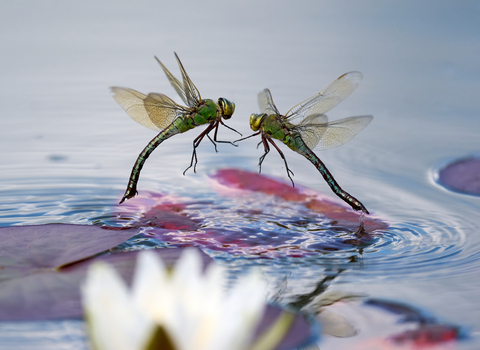 two emperor dragonflies above a pond