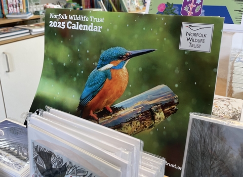 A bright orange and turquoise kingfisher perches on a stick on the front cover of Norfolk Wildlife Trust's 2025 calendar