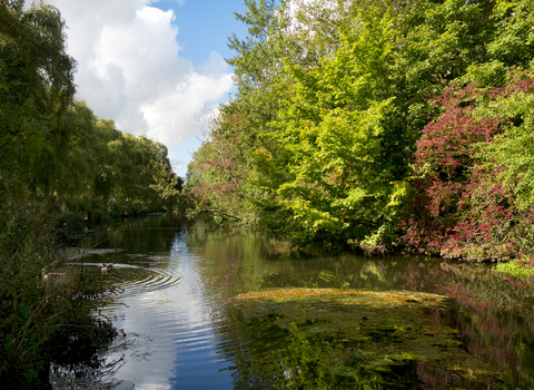 A sunny river wensum