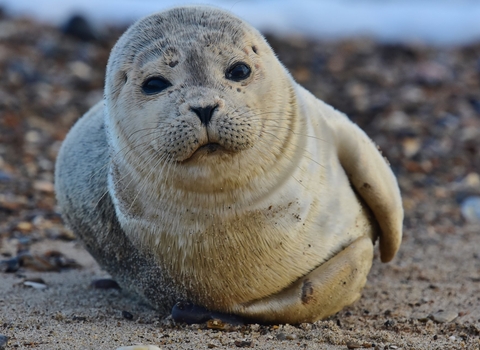 A light grey common seal lounges on a sandy and pebbly beach