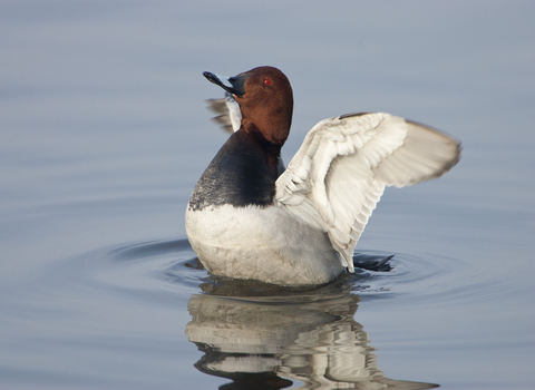 A pochard with it's wings outspread on the water. It has a brown/burgundy head, black chest and white body and underwings. 