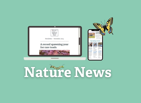 Nature e-news infographic with a laptop and phone with a swallowtail caterpillar and butterfly on it. 