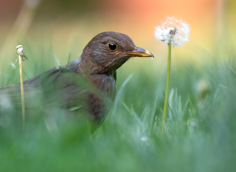 A brown coloured blackbird sits among the grass, in front of a dandelion