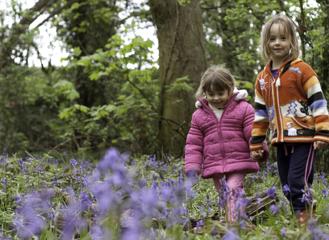 Two young girls wearing coats walk hand in hand through a bluebell field