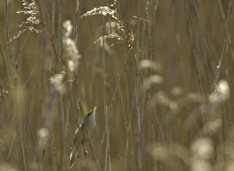 A reed warbler singing in a golden reedbed