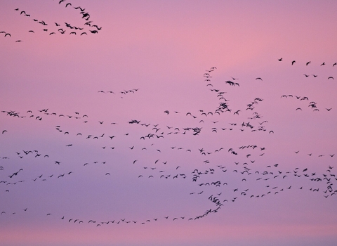 A bright pink sky, filled with a flock of pink-footed geese flying in formation above The Wash