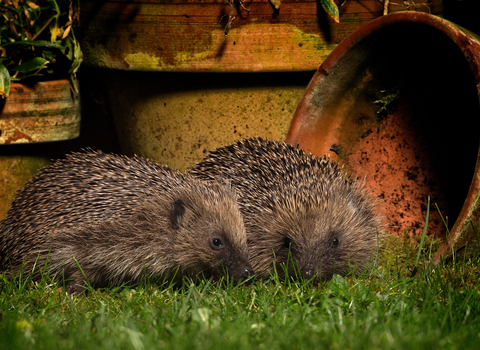 Two hedgehogs in a garden at night next to some flowerpots