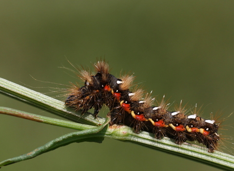 The caterpillar of a knot grass moth, crawling along a plant stem