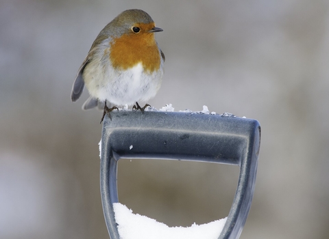 A robin sits on top of a spade handle, which is covered in snow
