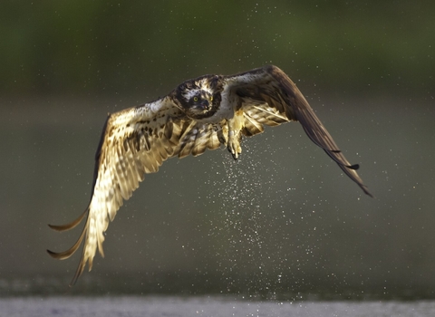 A brown and white osprey flying above the water, with its wings outstretched