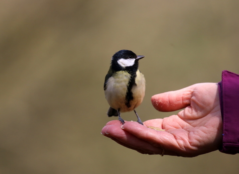 A great tit perches on someone's hand, about to eat some bird seed