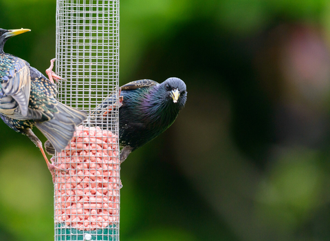 Two starlings sit on a wire bird feeder half filled with bird food, with one looking forward at the camera